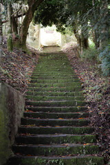 Old stone steps covered with moss and fallen leaves, shaded by trees and leading upward through a quiet forest path