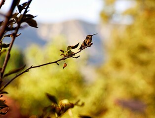 Hummingbird on a branch