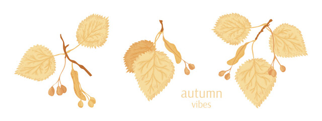 Obraz premium Autumn linden branches vector illustration collection. For fall season leaves and seeds concept design set.