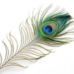 Vibrant peacock feather, isolated on a white background.