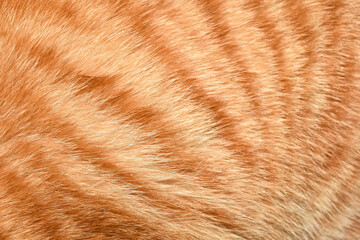 Orange cat fur background texture, beautiful pattern, close-up photography