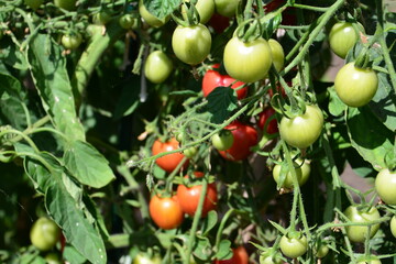 a close up of Ripe and Unripe Tomatoes on the Vine
