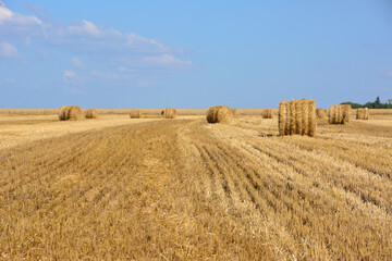 Golden Hay Bales in a Field Under a Blue Sky agricultural landscape
