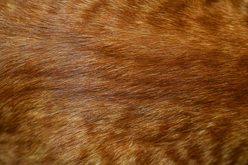 Orange cat fur background texture beautiful pattern close up full frame abstract photo