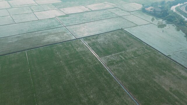 Aerial View Over Growing Rice Fields at Sunrise Rural Landscape