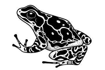 Poison dart frog Dendrobatidae family, tropical amphibian with black and white patterned skin, toxic tree frog used by indigenous tribes for arrow poison, warning coloration artwork