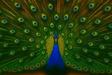 Obraz premium Portrait of beautiful peacock with feathers out