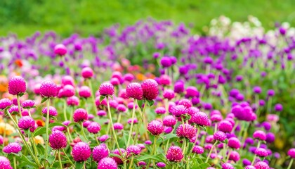 Naklejka premium Vibrant Field of Purple Globe Amaranth Flowers in Bloom.