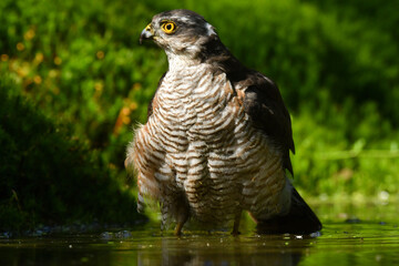 Sperber beim baden