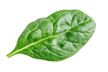 Fototapeta premium High-resolution fresh green spinach leaf detailed macro photo for healthy eating and cooking ingredient, isolated on transparent background