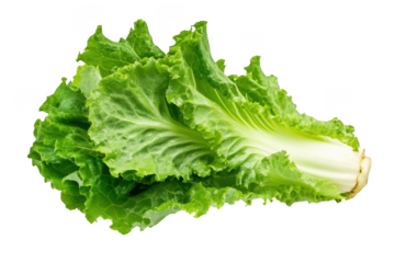 Fresh green lettuce head png image, leafy vegetable, salad ingredient, healthy food, vegan diet, vegetarian, isolated on transparent background