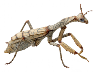 Detailed macro view of a cryptic praying mantis with camouflaged body isolated on transparent background