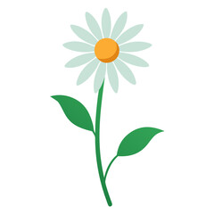 Delicate chamomile flower illustration isolated on a clean white background for natural design elements