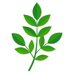 Fresh curry leaf plant isolated on a clean white background for culinary and botanical design