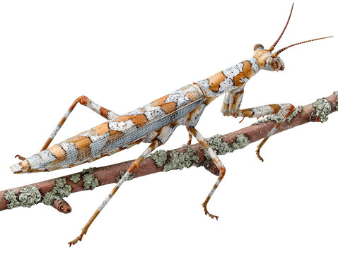 Detailed macro photograph of a cryptic praying mantis perched on a lichen covered branch isolated on transparent background