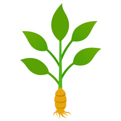 Isolated illustration of a vibrant ginger plant with lush green leaves and a distinct root system on a clean white background