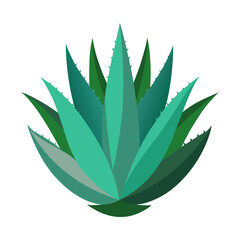 A detailed illustration of a single aloe succulent plant with vibrant green leaves isolated on a clean white background