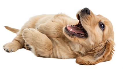 High-resolution studio photograph of a cute golden cocker spaniel puppy lying on its back, playful and happy expression with wide eyes and open mouth