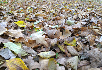colorful autumn trees in autumn park and yellow leaves lying on the ground. all splendor is illuminated by the bright rays of the setting sun. natural beauty in nature