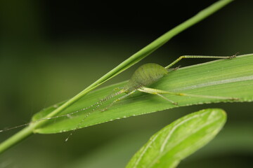 Bush crickets or katydids , possibly belonging to the genus Poecilimon under the subfamily Phaneropterinae, are insects characterized by their extremely long antennae, often longer than their bodies. 
