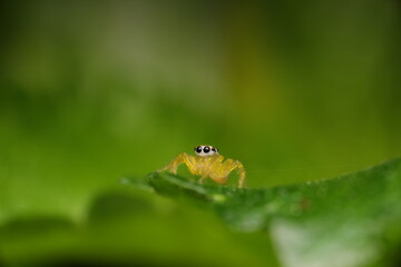 This image captures the intricate beauty of a small predator — a poised yet dynamic creature whose large, jewel-like eyes reflect both alertness and curiosity. 