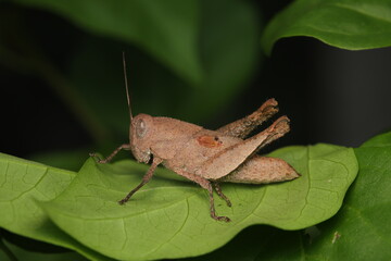 This image shows a grasshopper (Orthoptera), resembling a short-horned grasshopper, perched on a leaf. Adult grasshoppers commonly rest and feed on plants, exhibiting typical behaviors of their order.