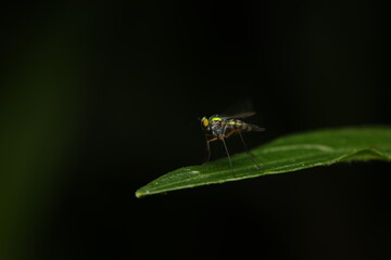 This image depicts a long-legged fly from the family Dolichopodidae, such as Condylostylus sipho. The fly is perched on a leaf and acts as a predator, feeding on small pest insects like whiteflies, co