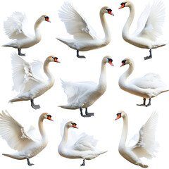 Obraz premium Elegant Collection of Swans Gracefully Posed - Showcasing Beauty in Nature