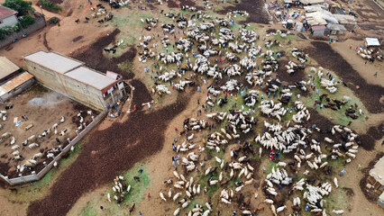 Aerial view showing Livestock and Shepherds gathered near Buildings in a rural area. Cameroon