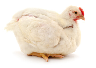 White broiler chicken isolated on white background