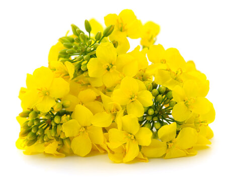 Rapeseed flowers isolated on white background
