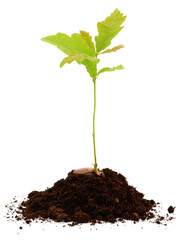 Young oak seedling sprouting from acorn in soil isolated on white background