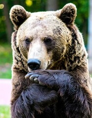 Fototapeta premium Brown Bear Portrait, Park Setting