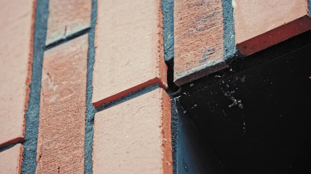 Wild Wasp Insects Flying In and Out from Hive Located Inside Building Facade