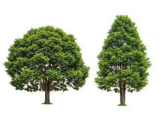 Fototapeta premium Two green trees isolated on transparent background, showcasing their lush foliage and sturdy trunks, representing natures beauty and growth