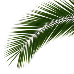 Obraz premium Detailed close-up of a vibrant green palm frond against a transparent background