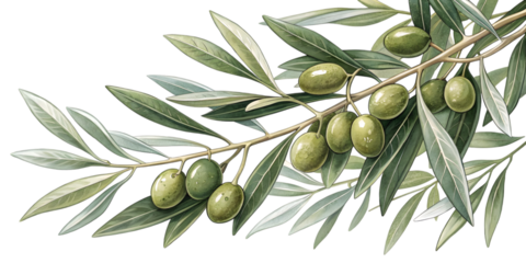 Watercolor illustration of an olive branch with green olives isolated on transparent background.