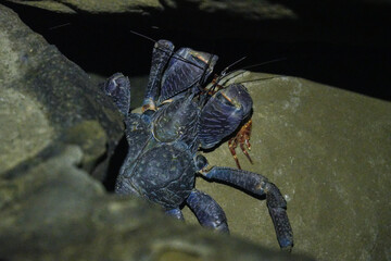 沖縄県_西表島_ヤシガニ