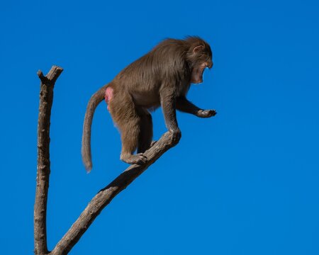 baboon sitting on a tree after missed fatch of food, starring on its empty hands