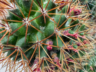 Mammillaria, a flowering cactus at springtime