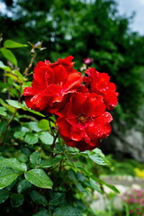 Wild red rose in botanical  garden