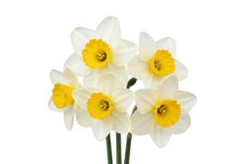 A closeup studio shot of a cluster of white daffodils with bright yellow centers, isolated on a transparent background