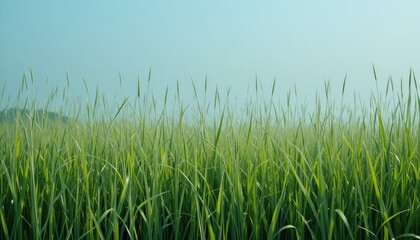 Obraz premium “A simple natural background of soft green grass under clear blue sky, minimal and clean composition, calm and refreshing.” 