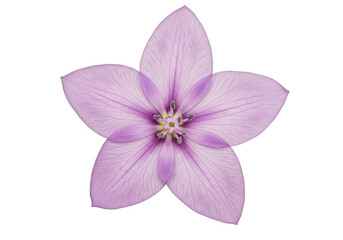 A delicate purple starshaped flower with five petals, isolated on a transparent background, showcasing its intricate center and soft coloration