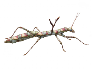 Detailed macro view of a camouflaged stick insect on a transparent background isolated on transparent background