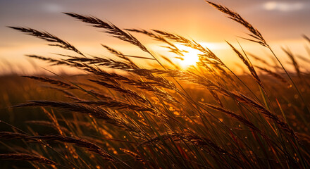 Golden Hour Serenity: Warm Sun Rays Filtering Through Tall Meadow Grass at Sunset, Bathed in Orange and Yellow Light