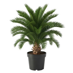 Obraz premium Sago palm plant in pot home decor isolated on transparent background