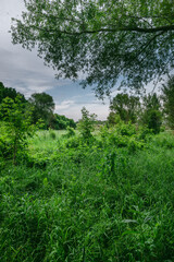 A rustic dirt road with green grass growing in the middle, winding through an open field of tall grass towards the horizon under a bright, radiant sun in a cloudy summer sky.