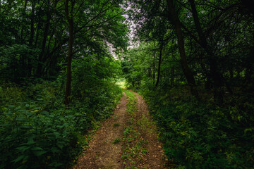  A vertical shot of a forest floor with black, burnt ground and fallen branches, with tall trees and new green plants in the background, showing a scene of forest fire aftermath.