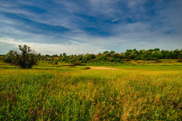 Fototapeta premium A beautiful horizontal landscape of a wild field in the Ukrainian countryside, with a mix of green and golden grasses under a brilliant blue sky with wispy clouds.